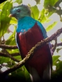 Quetzal seen in Monteverde National Park
