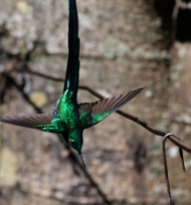 Long-tailed Sylph flying